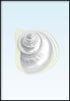 Muschel-Echtgold-Poster